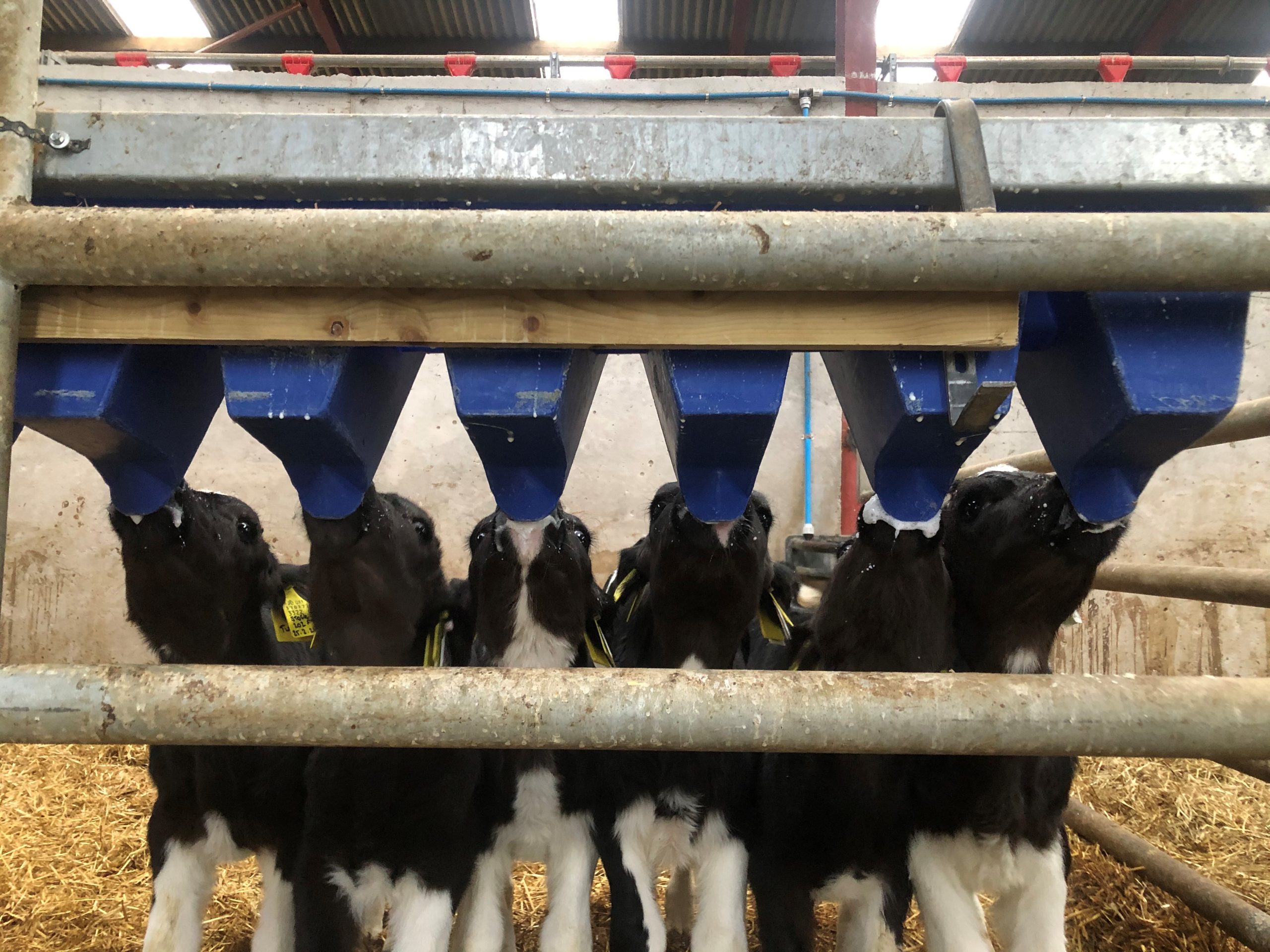 A gradual ‘step-down’ approach to weaning will help reduce stress on both calf and calf-rearer. Source: DAERA