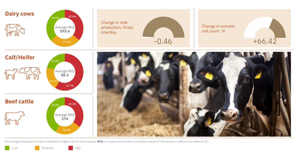 How will this impact species and animal groups? Analysis of the REQ and performance effects of mycotoxin contamination of forage samples. Source: Alltech 2024 European Harvest Analysis report