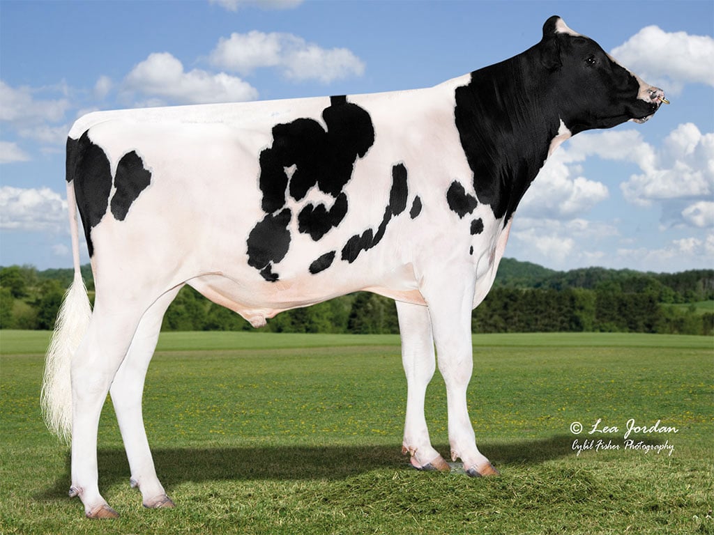 Bullpocalypse, one of the new high component sires available from Ai Services