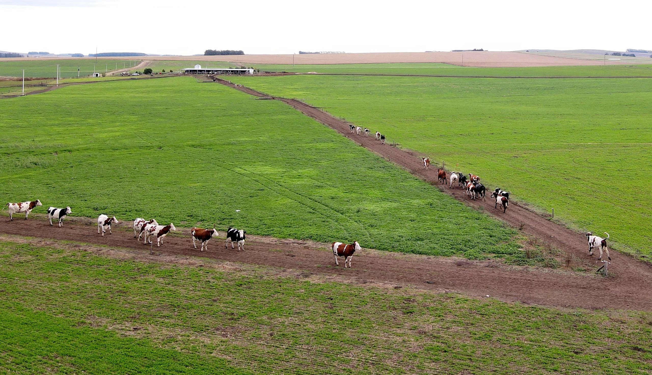 The cows have access to a number of grazing paddocks each day