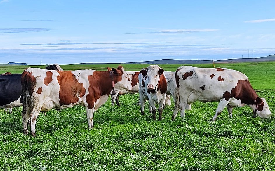 The cows at El Rancho in Argentina graze outdoors all year round
