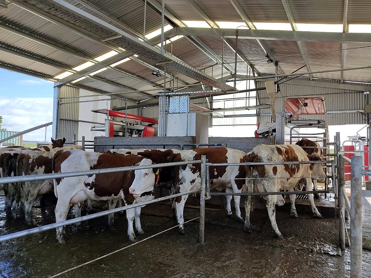 Eight Lely Astronaut A5 robots milk the 650 cow herd
