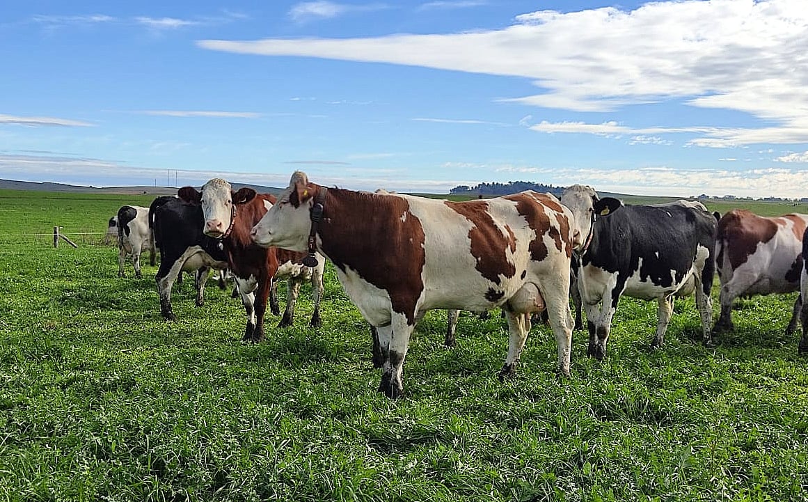 The farm is trying to breed out the original Holstein cows in favour of Montbeliarde crosses