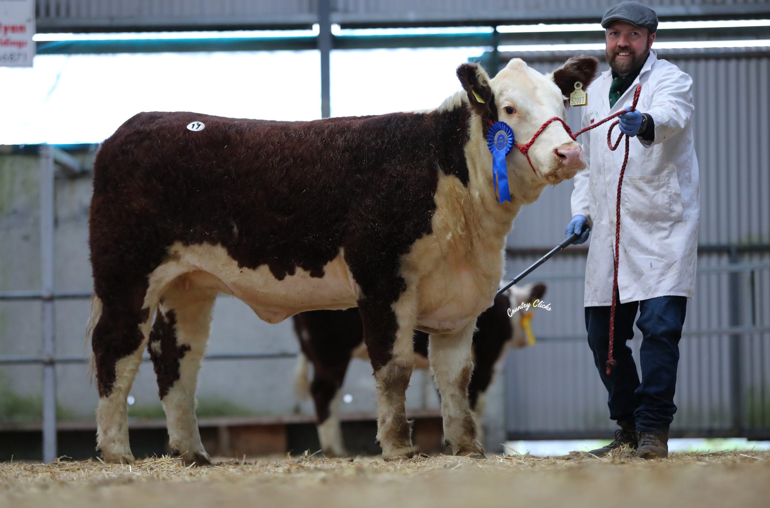 Appel 1 Molly 15 from Cork breeder, John Appelbe took the top price of €4,500 in the sale