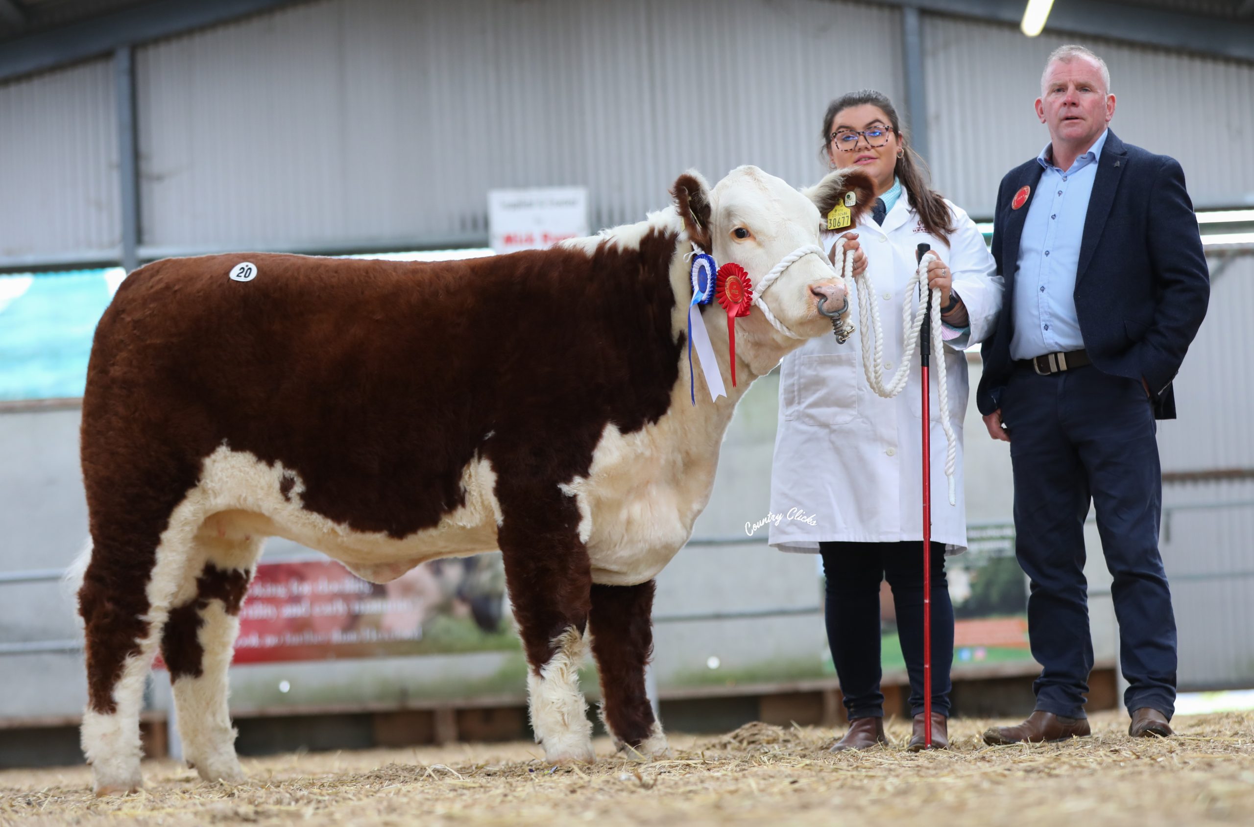 Reserve Champion Shiloh-Farm Jasmine PH owned by Sarah and Heidi Murray