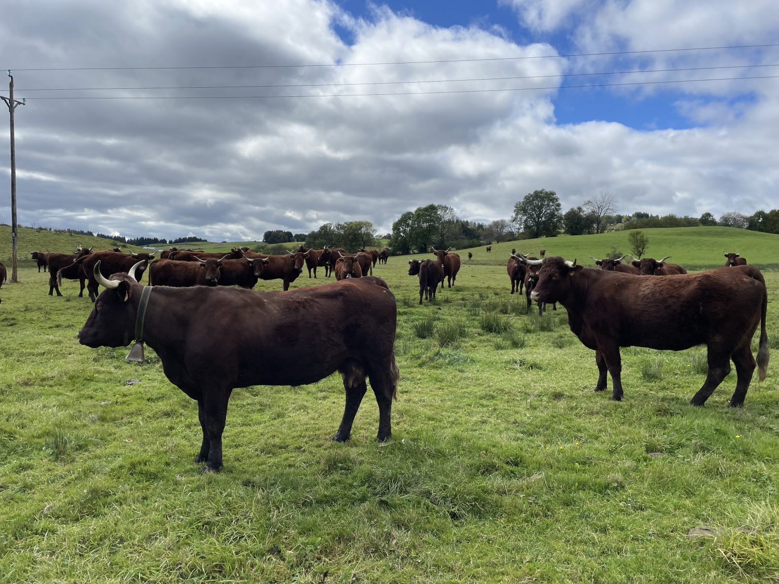 Cow-type on the farm