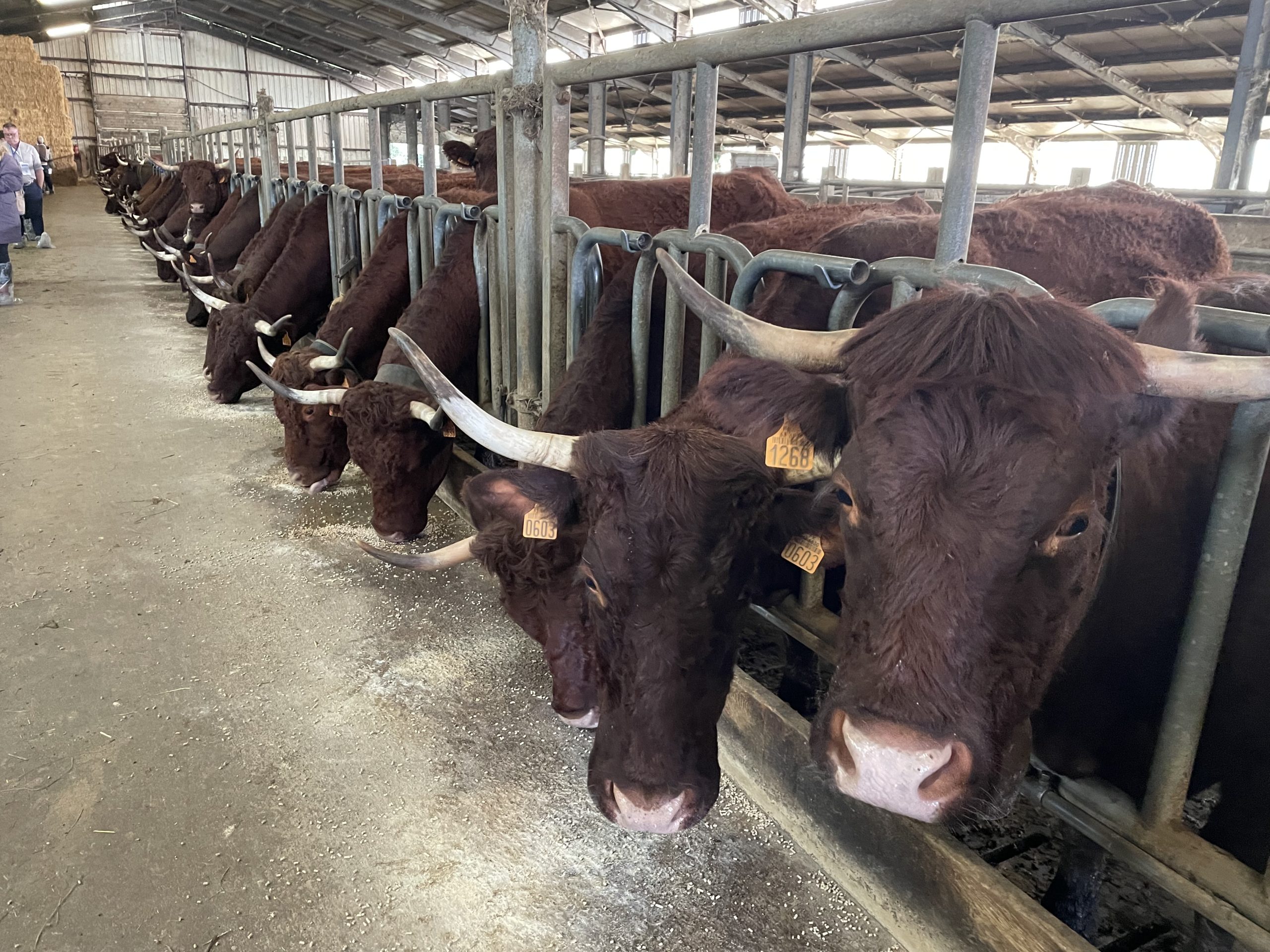 Cows are fed concentrate at a head-locking barrier and are released as it is their turn for milking