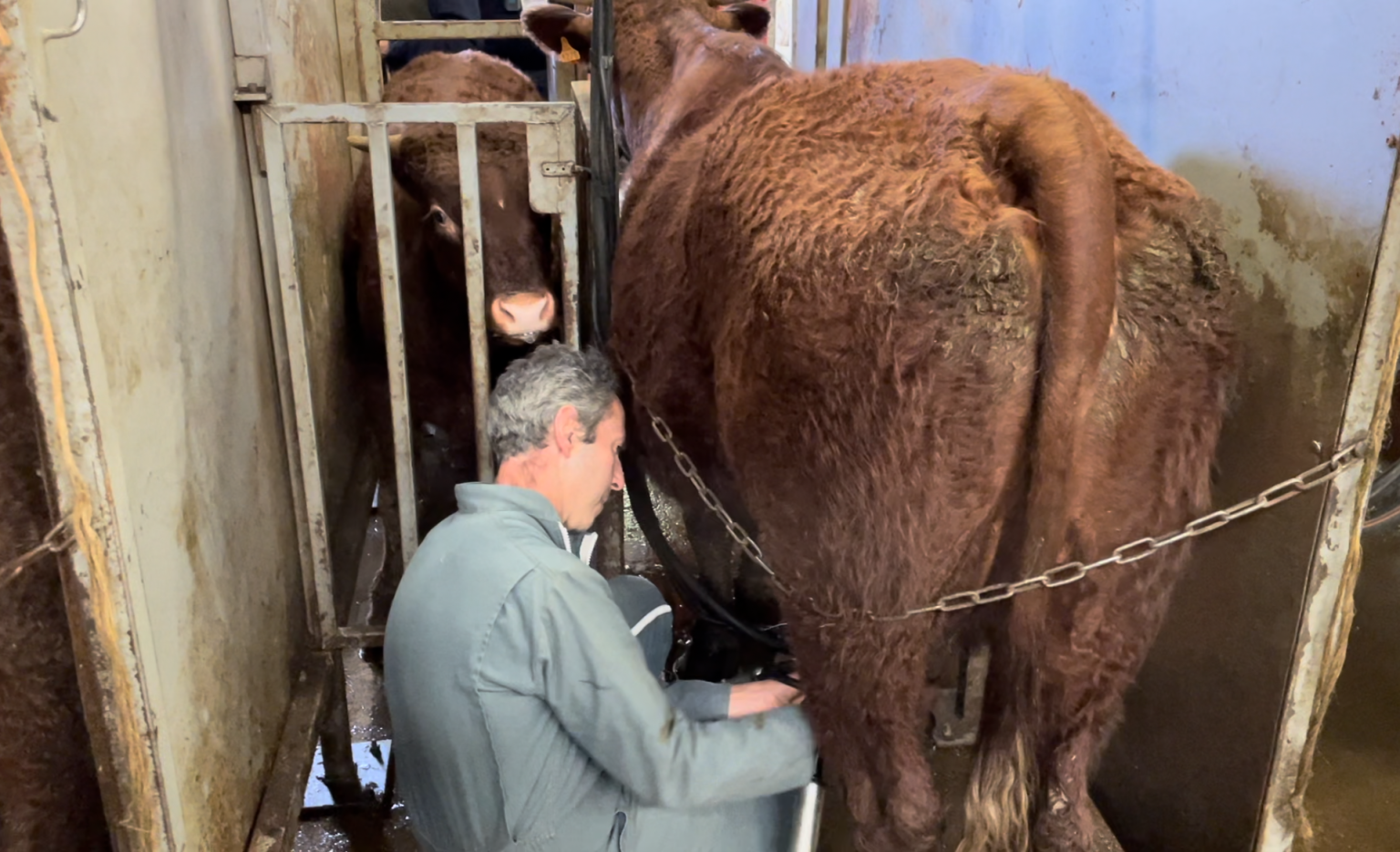 The front gate for the calf is closed during milking