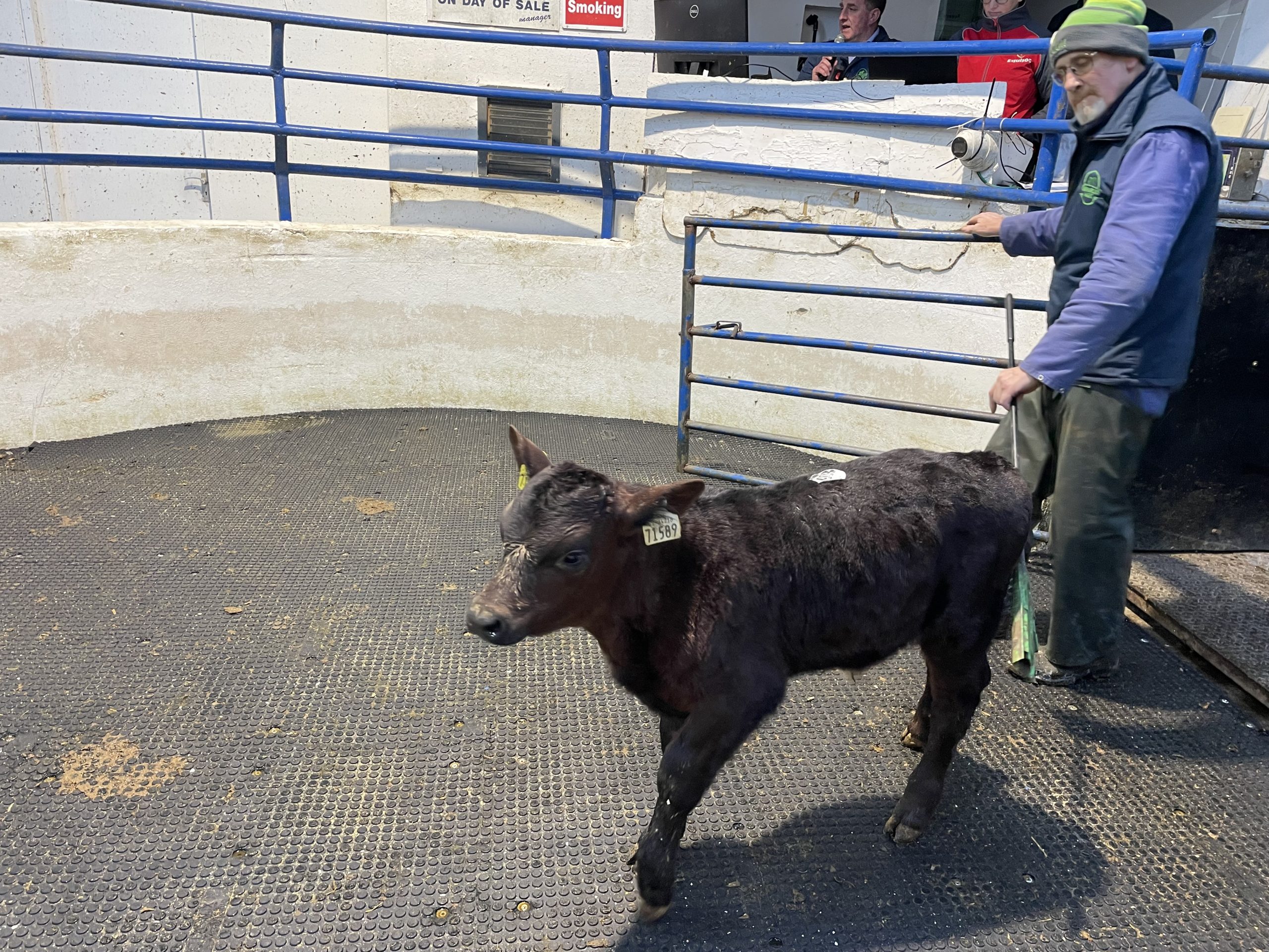 This 64kg Angus-cross bull calf sold for €280
