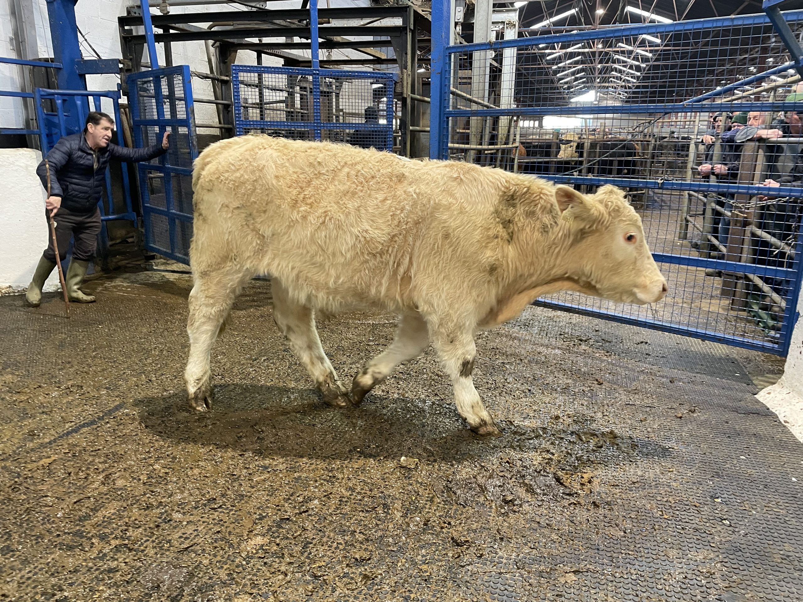 This 470kg Charolais-cross bullock sold for €1,490 or €3.17/kg