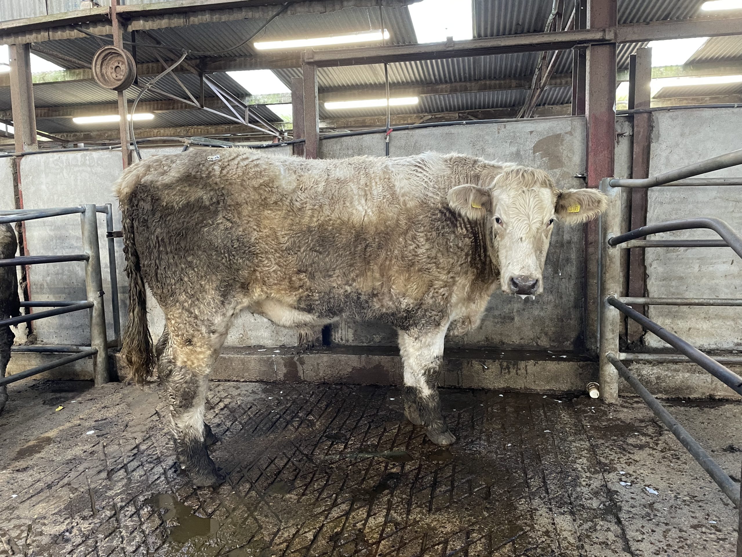 This Charolais-cross bullock weighed 1,075kg and sold for €3,120 or €2.90/kg