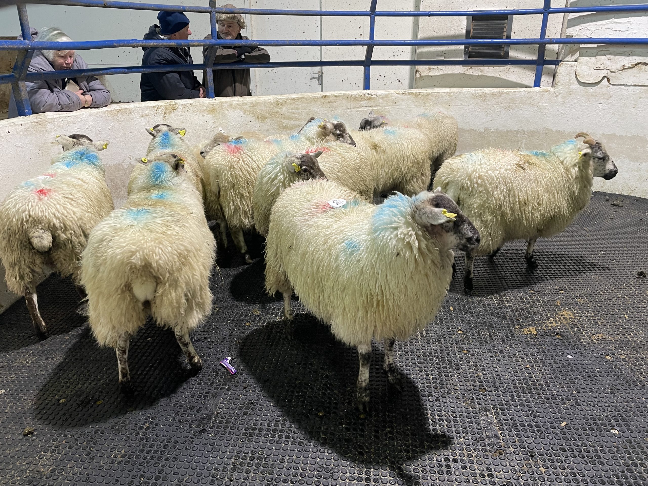 These 11 ewe lambs weighing 42kg each made €156/head