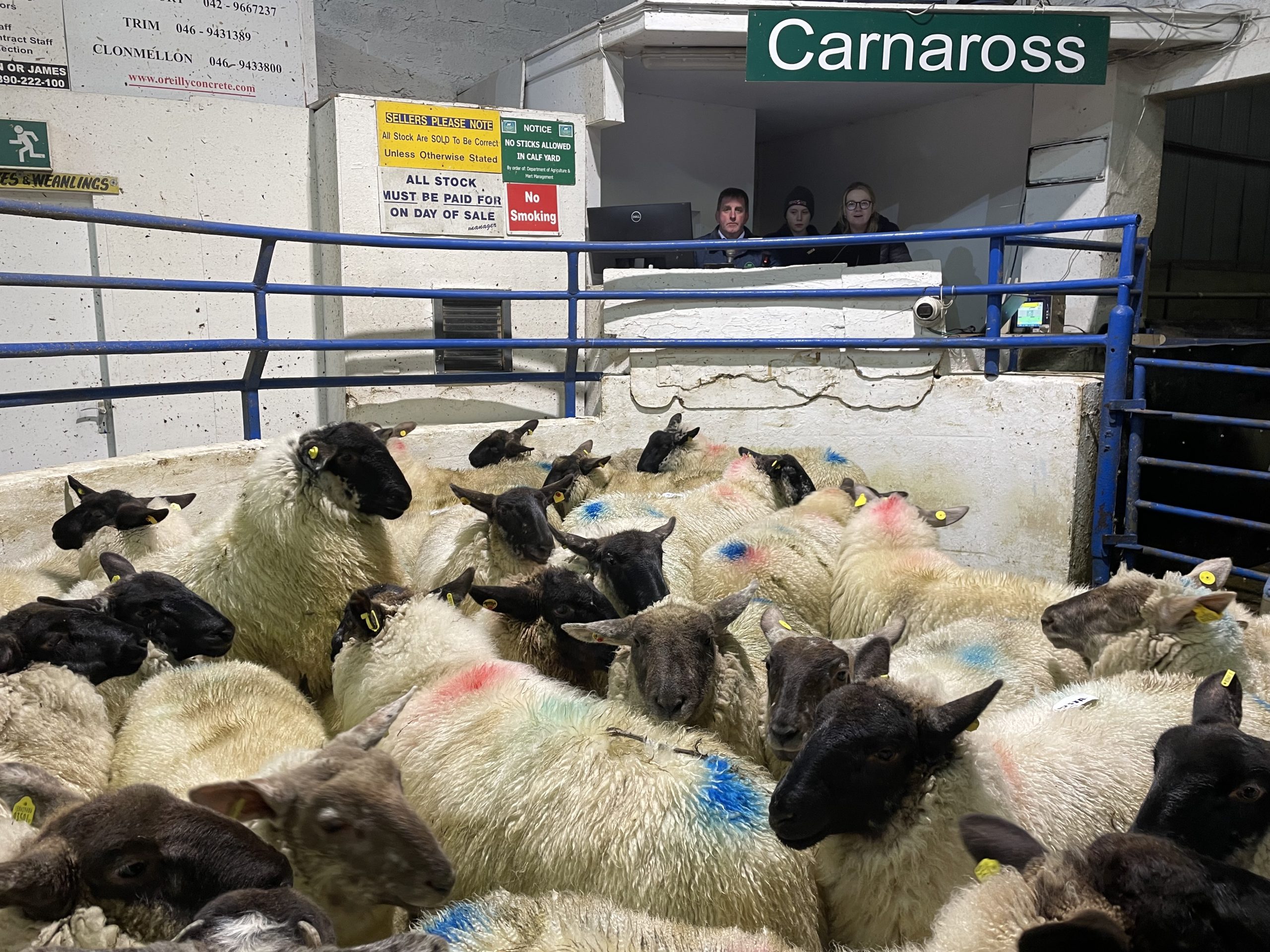 These 43 lambs weighing 54kg sold for €202/head