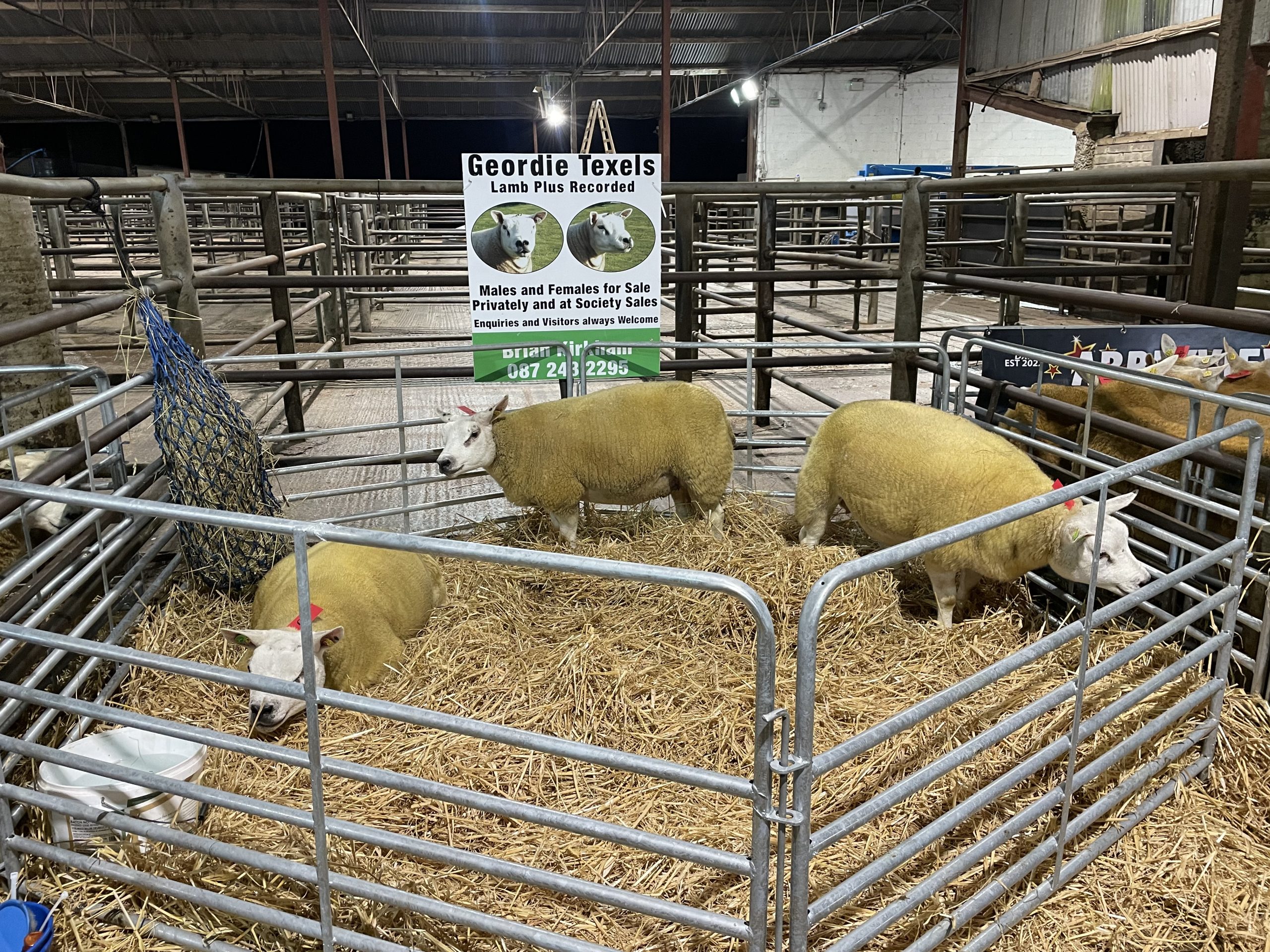 Geordie Texels owned by Brian Kirkham from Navan, Co. Meath
