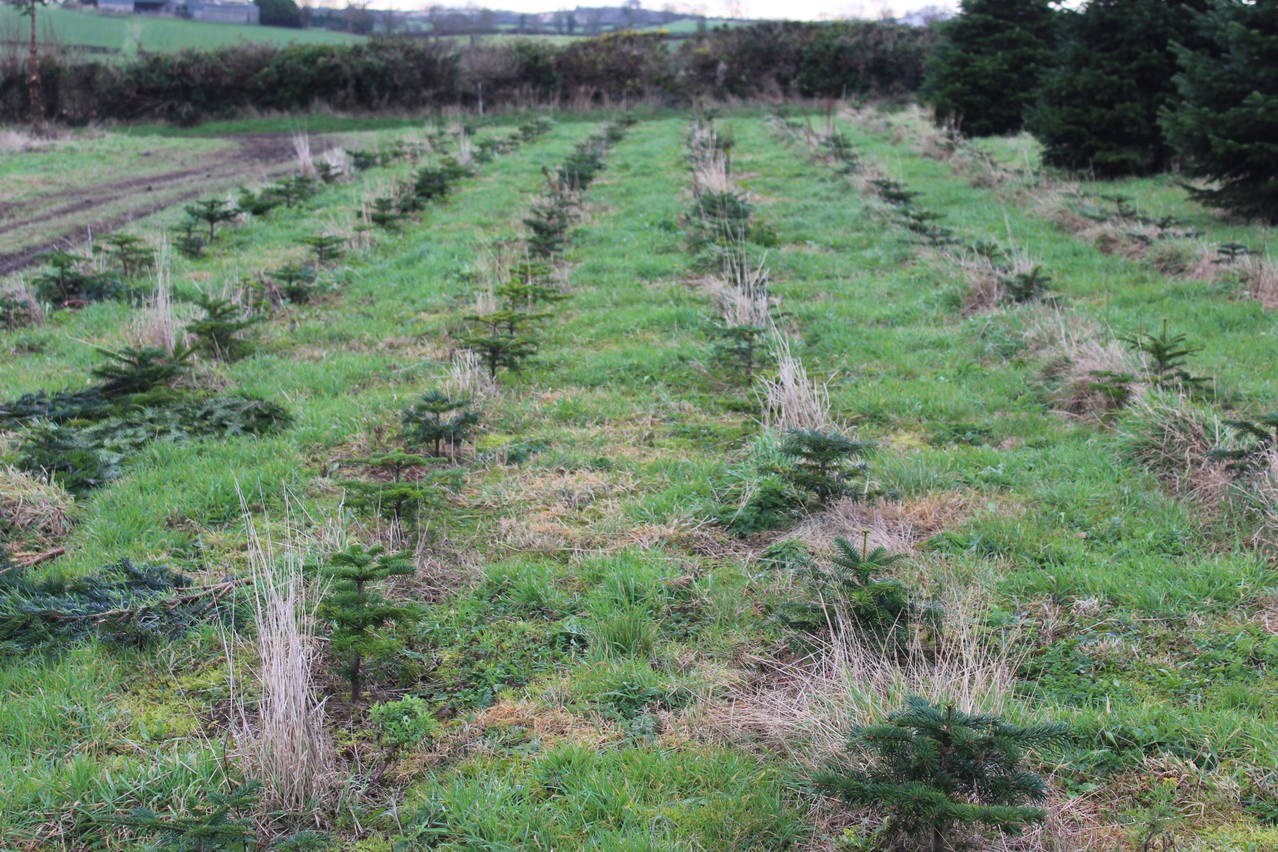 Young Christmas trees at a 1.5m spacing