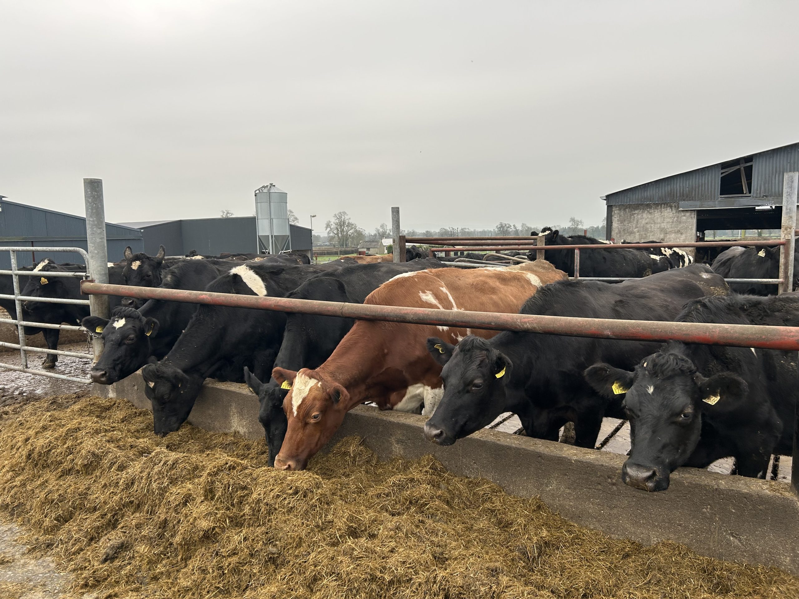 A herd of crossbred cows just out from milking in Co. Tipperary