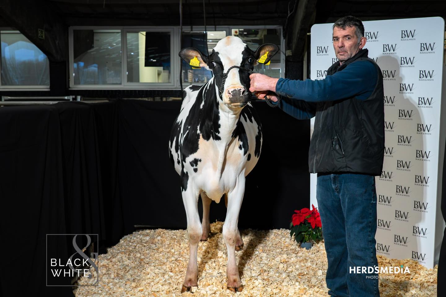 Andrew Dennison with the 7000gns Denmire Ferraro Reba, top priced milking heifer. Source: Black &amp; White sale Facebook