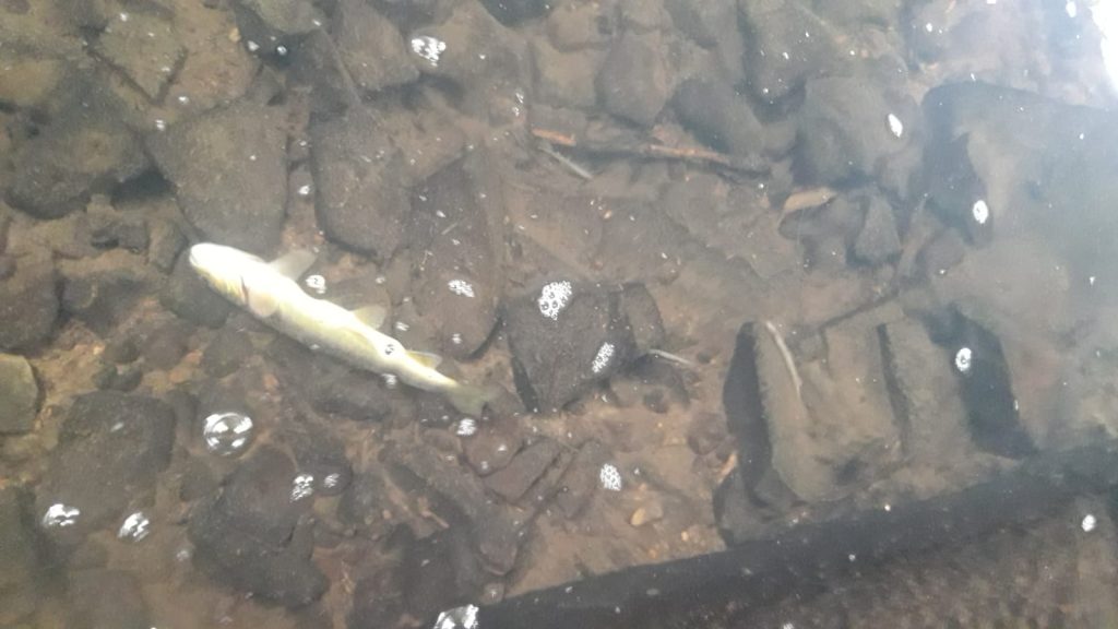 Deceased fish from scene of River Allow fish kill. Image source: IFI