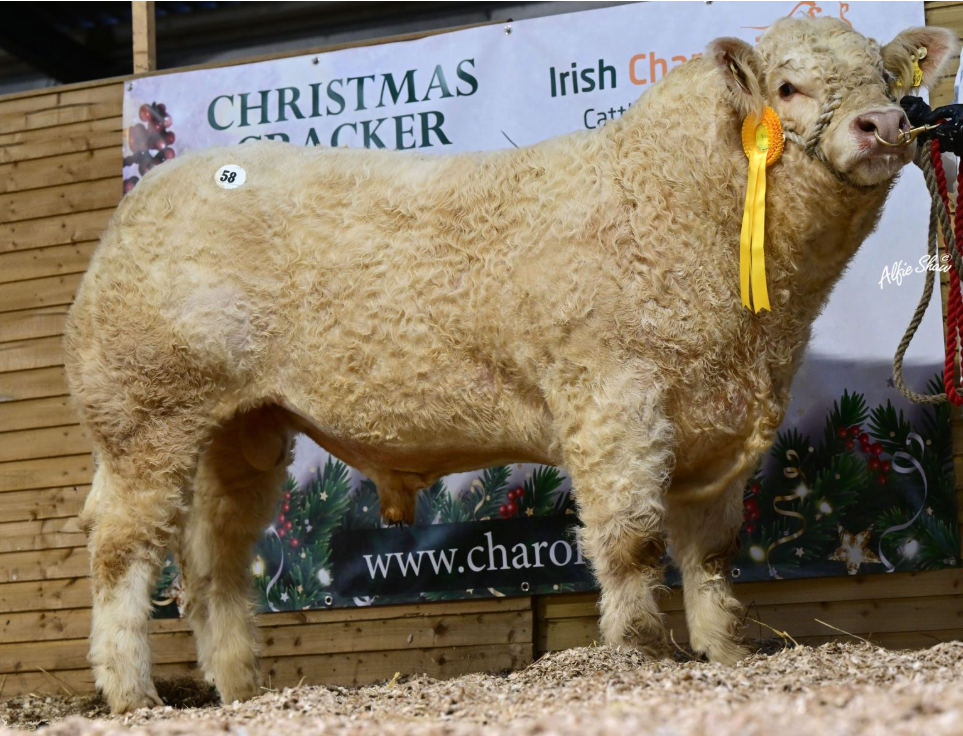 Goodmoove Usher (et), owned by Conor Melvin from Hollystown, Co. Dublin