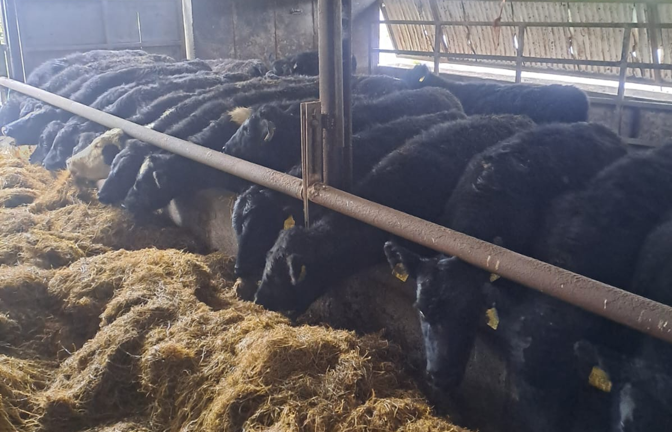 Weanlings housed