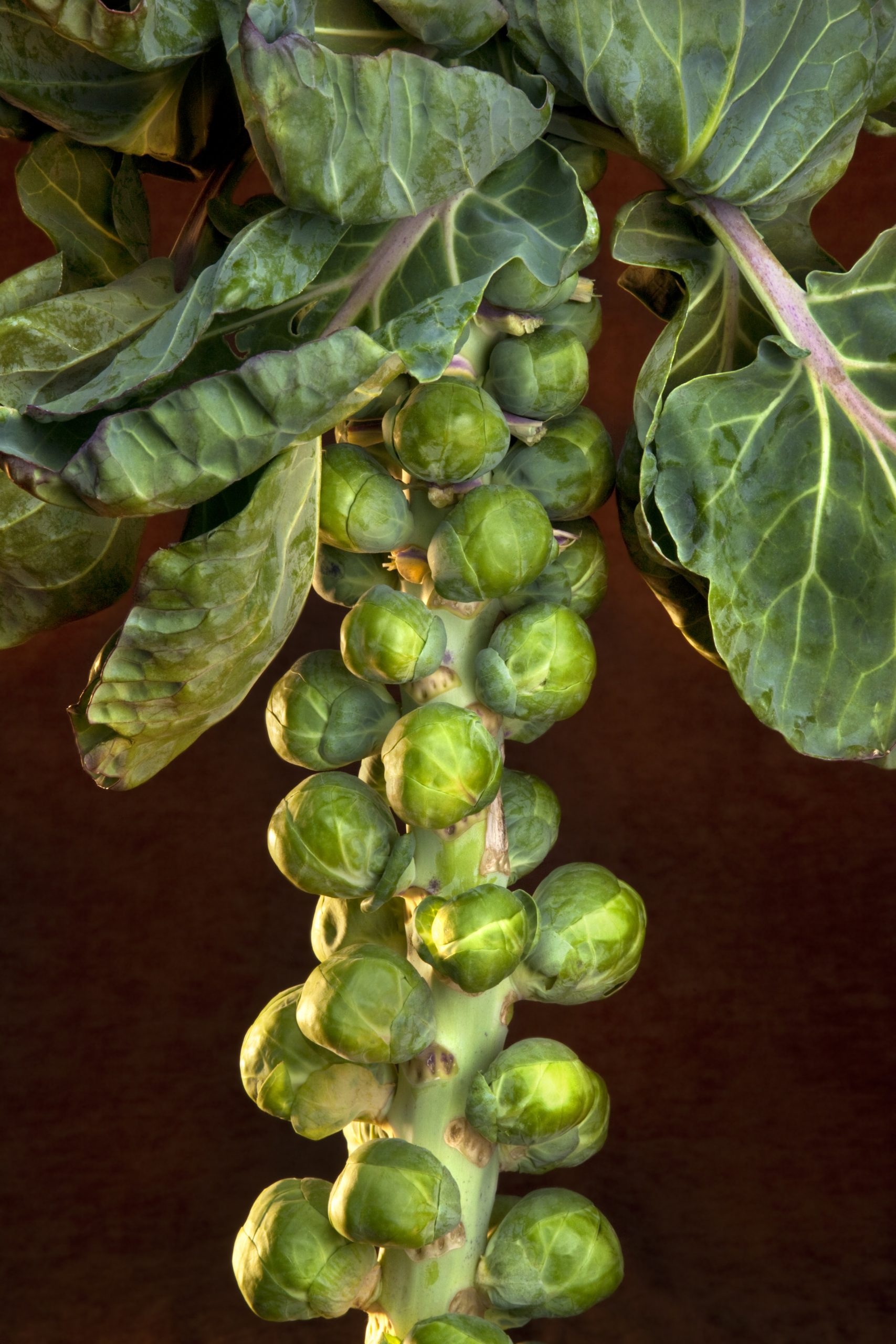 Brussels sprout