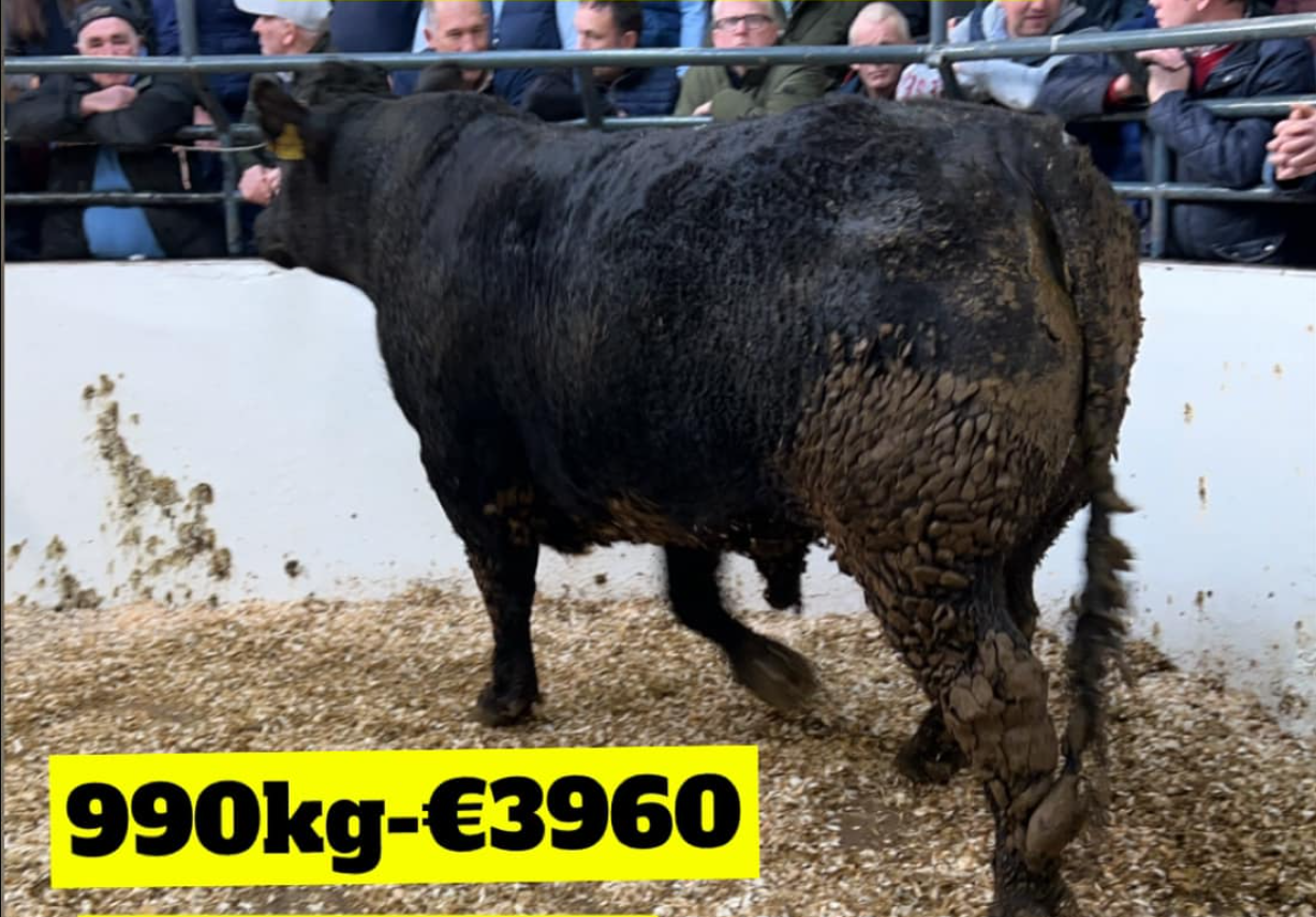 This 990kg bullock sold for €3,960 or €4.00/kg