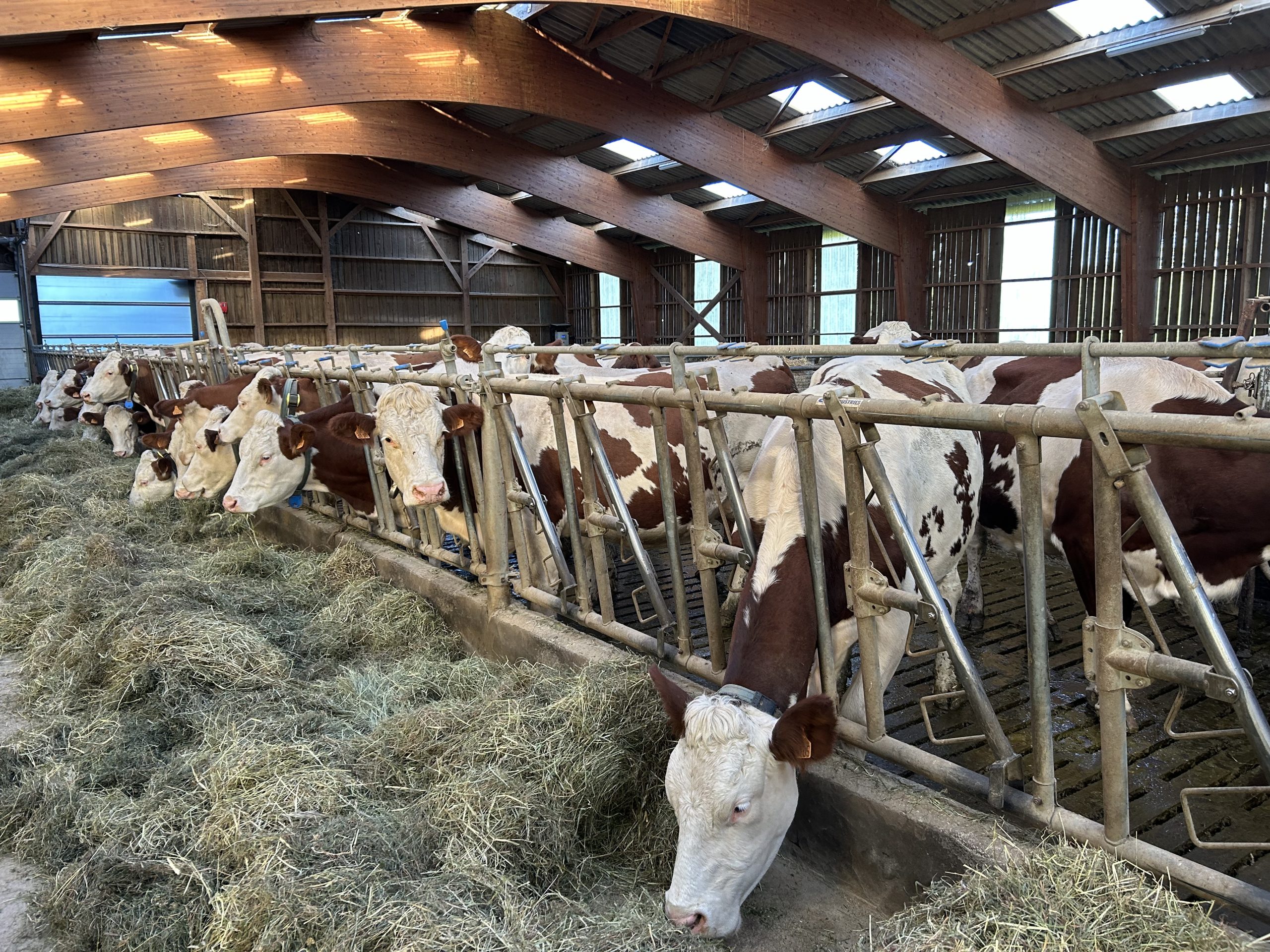 The cows enjoying the mixed dry hay