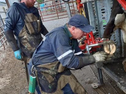 Hoof trimmer, Gerry Phibbs preparing a cow's foot for hoof trimming. Source: EKO hoof care