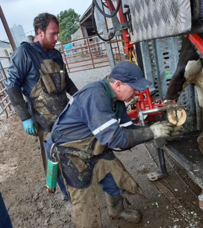 Phibbs preparing a cows foot for hoof trimming. Source: EKO hoof care