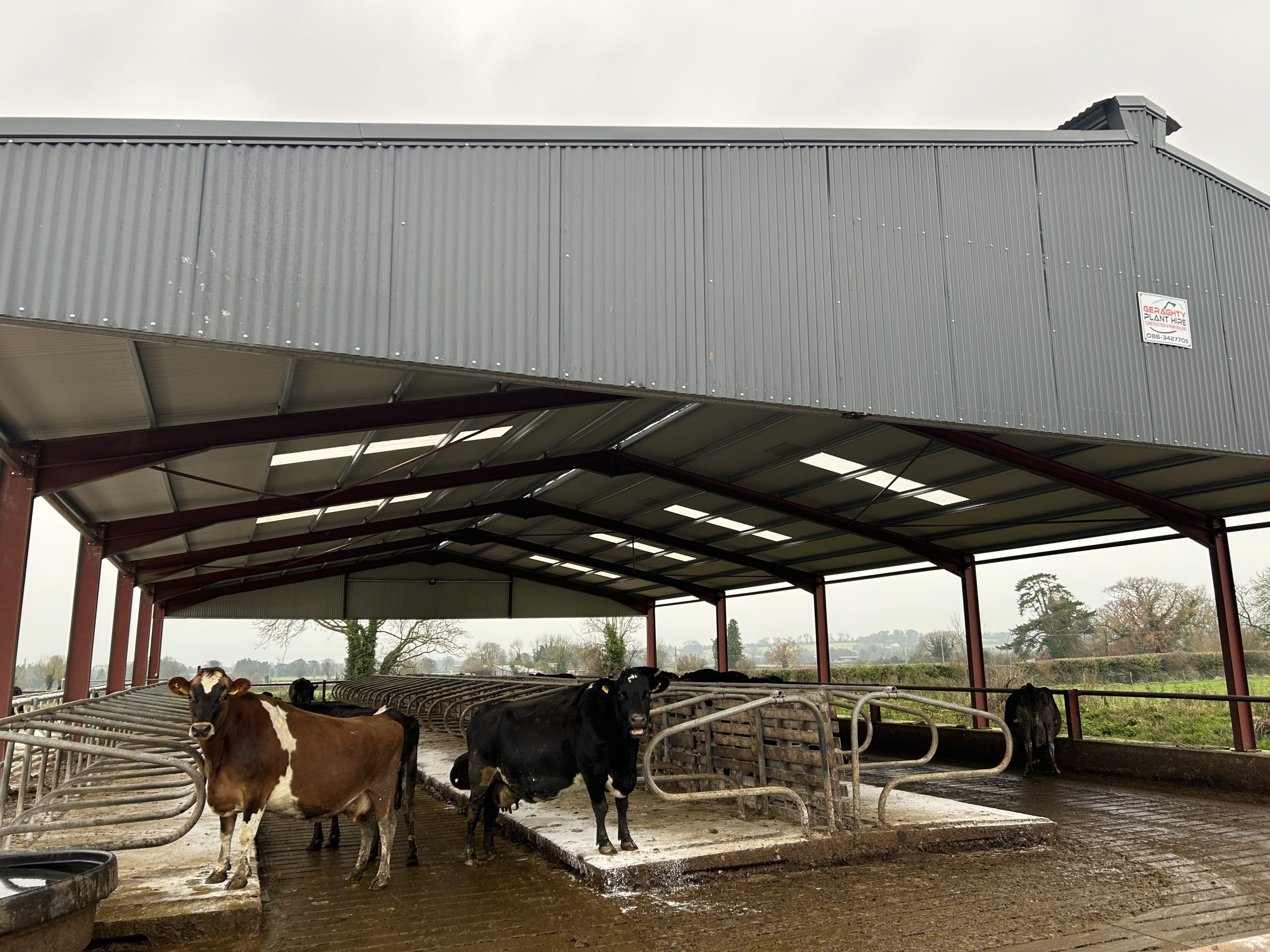 Croke's cows out from milking in on the new set of cubicles installed recently