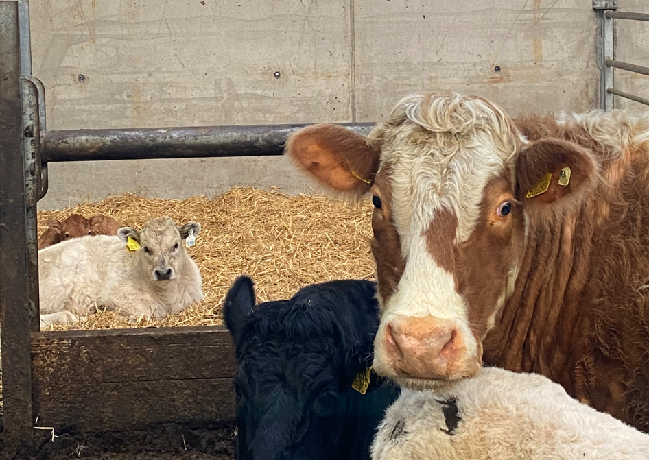 Autumn-born calves with access to a straw-bedded lyeback