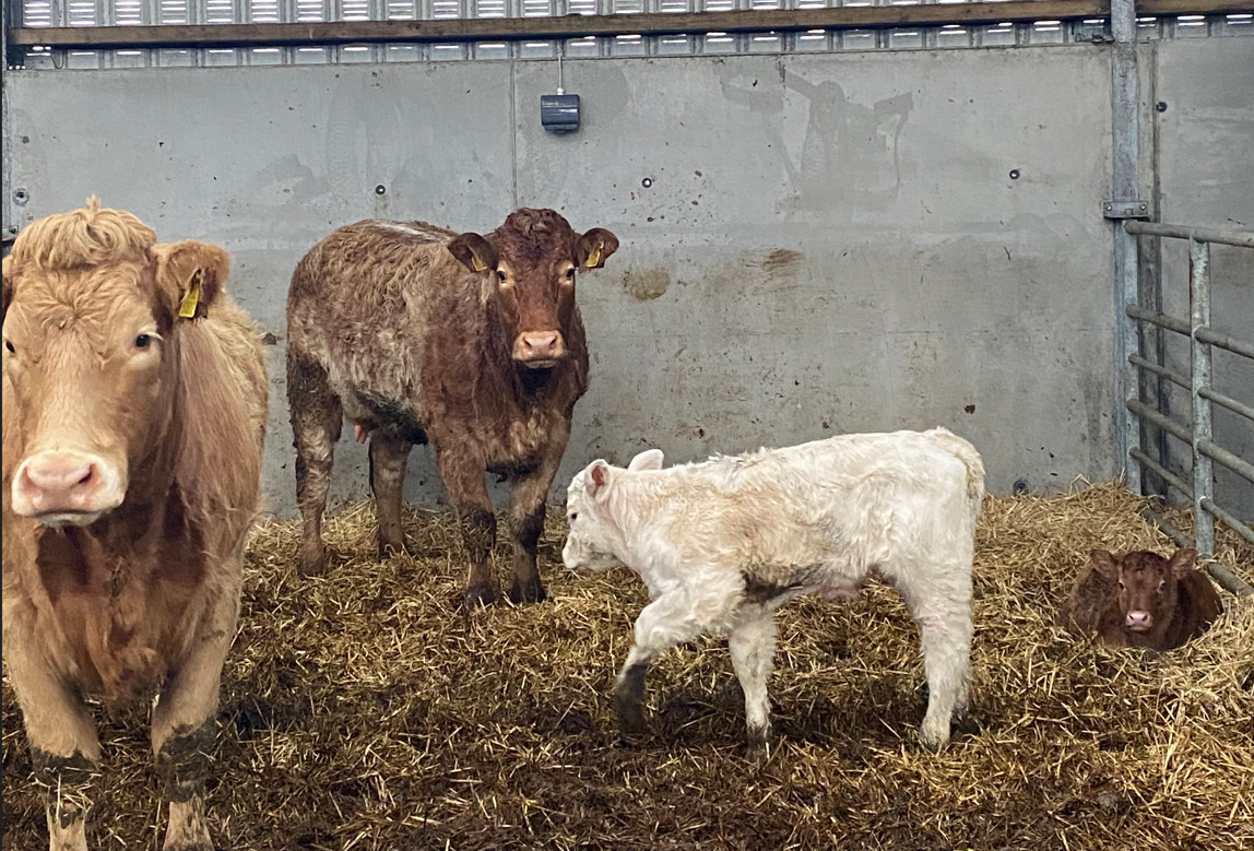 Some of the December born calves on the farm