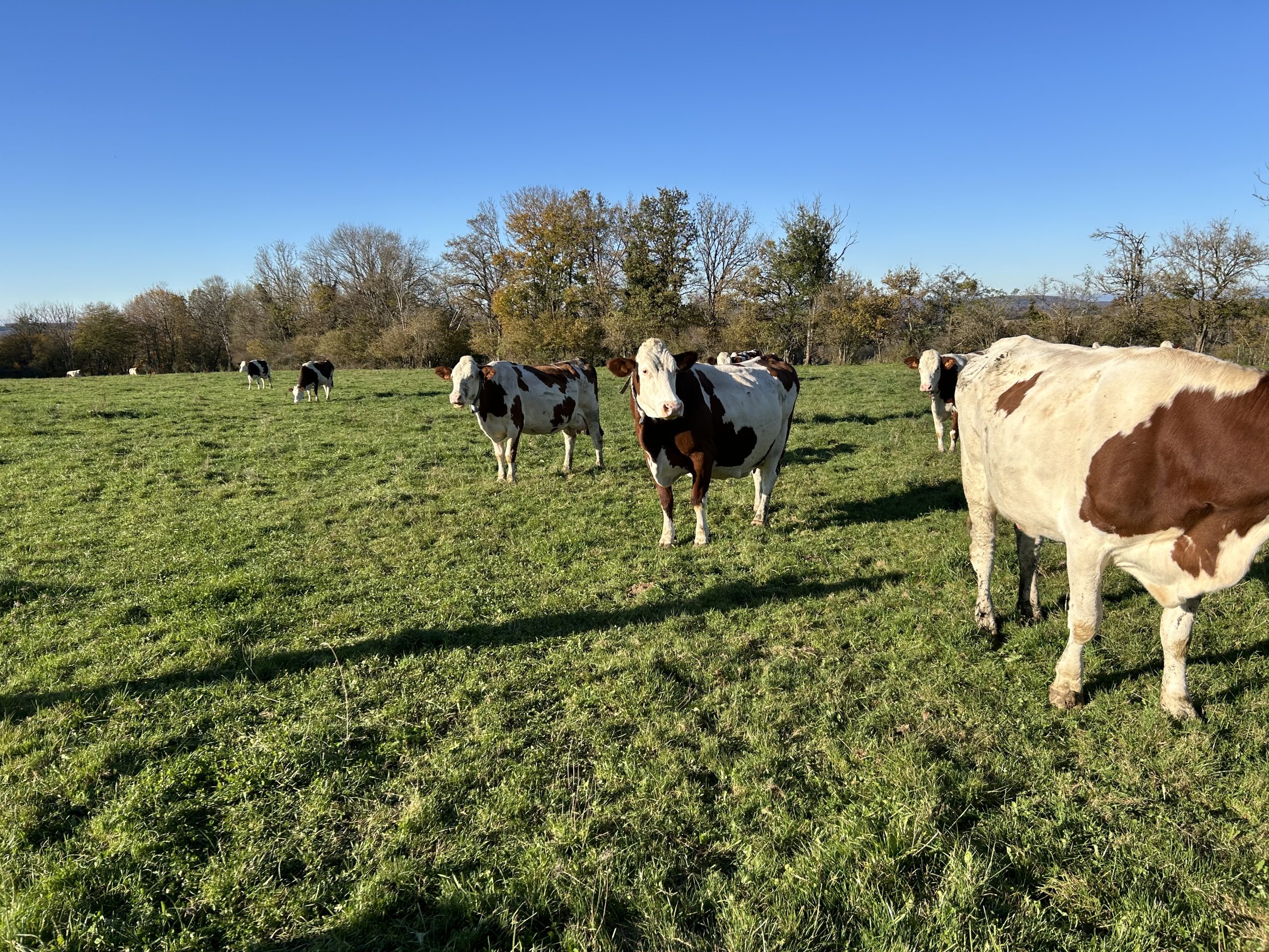 The Montbeliarde cows out extensively grazing