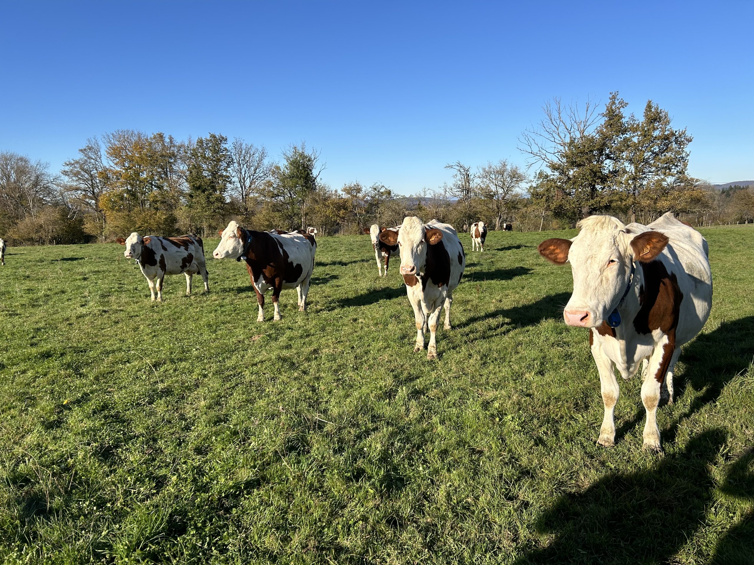 Montbeliarde cows
