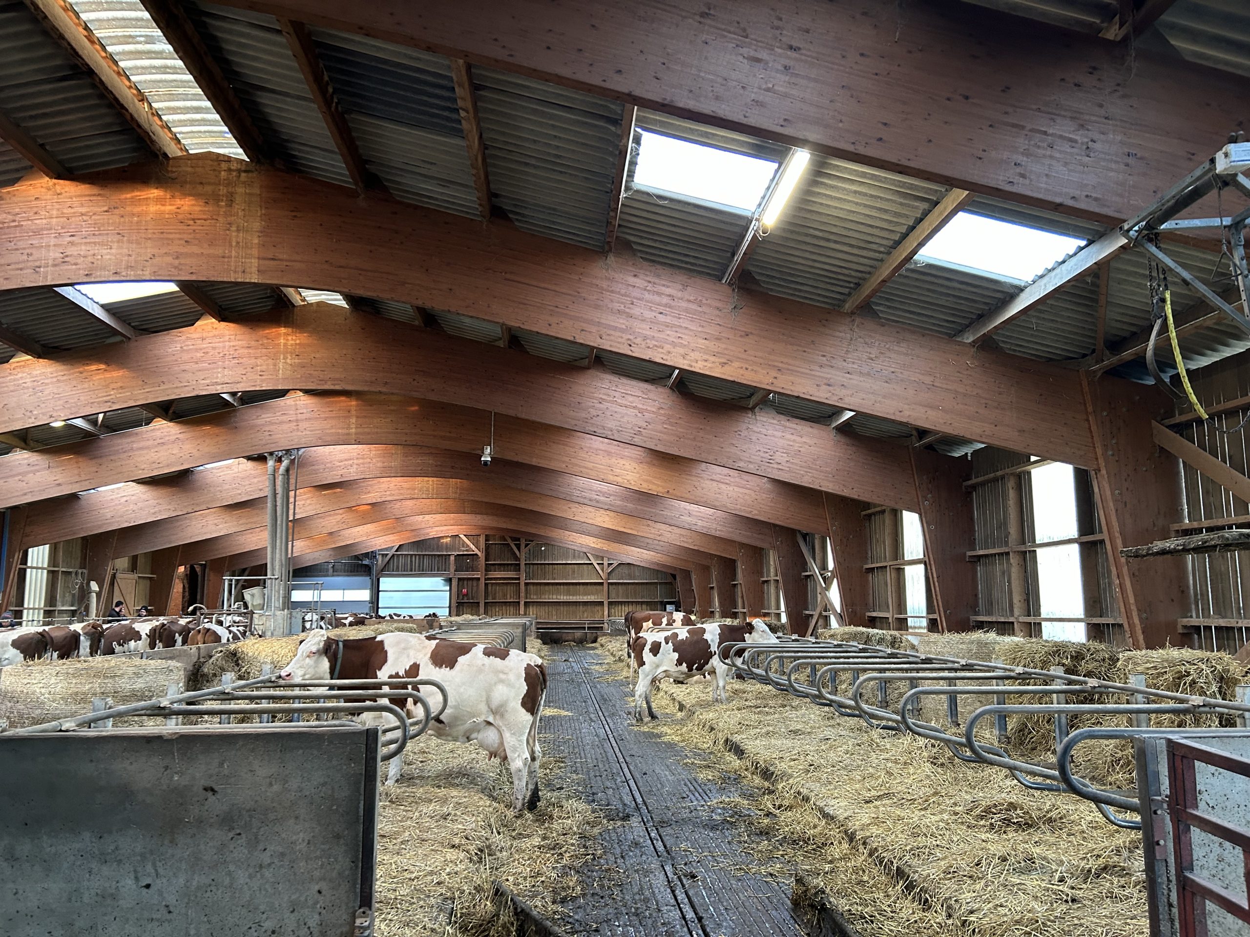The cow mats are bedded with straw, straw that is produced on the farm