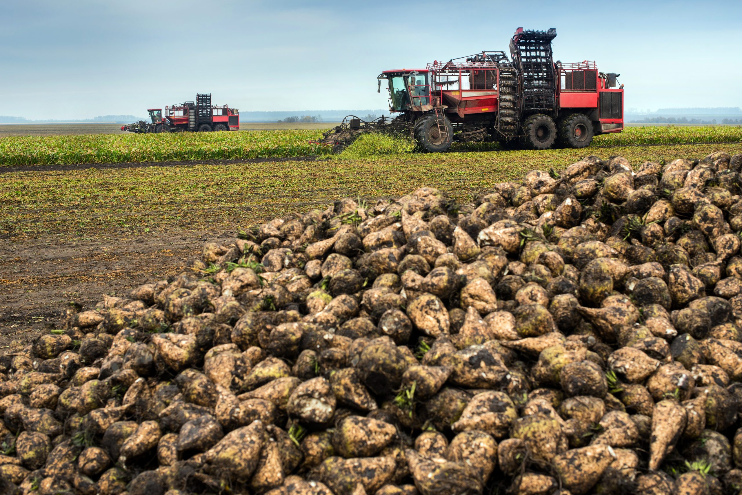 Two beet harvesters in the process and heap of beets, harvesting