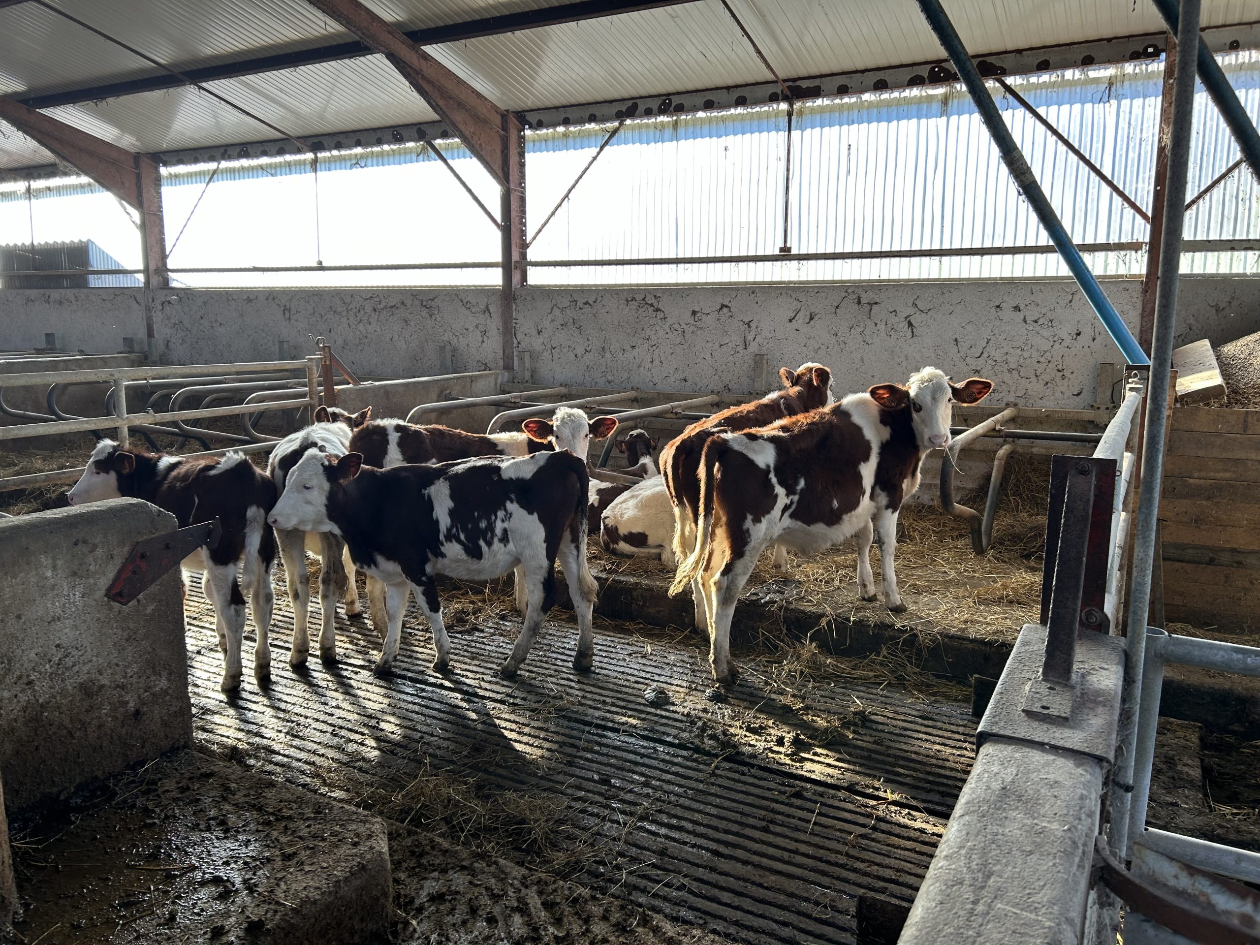 The weanling heifers in the shed