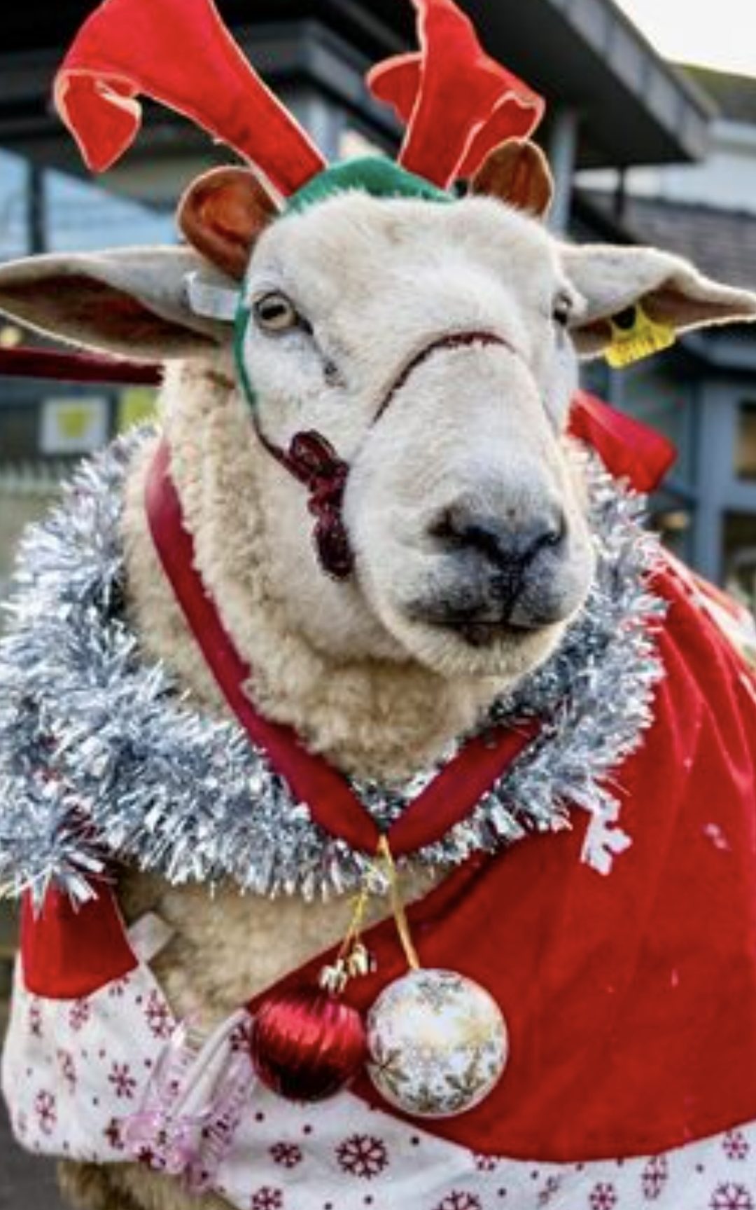 Shauna the sheep in festive attire.