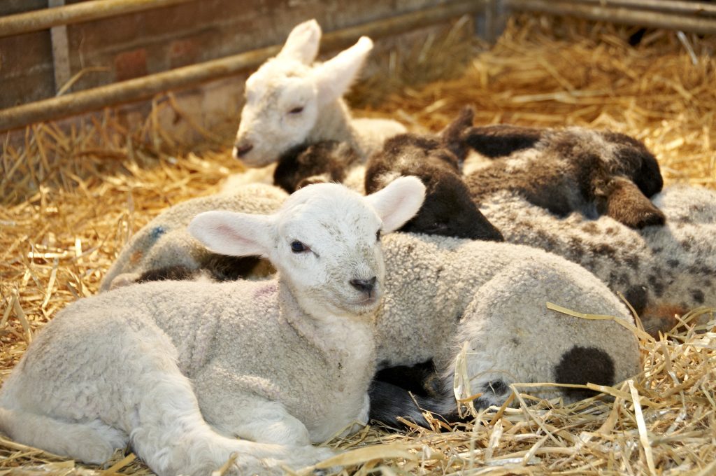 Lambs thriving on Lamlac