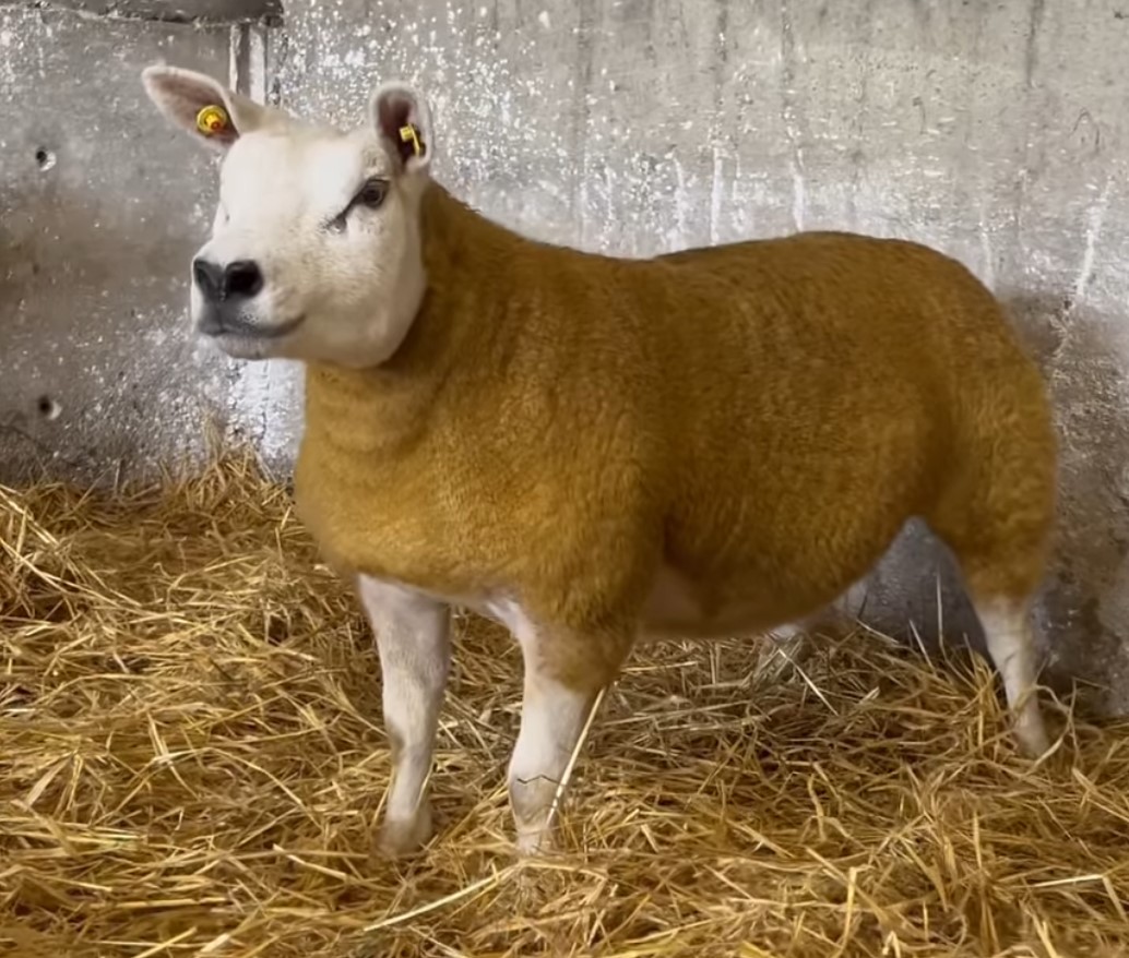 The Treemore Ewe sold for €3,700