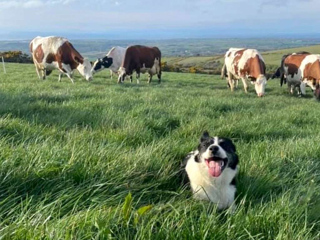 With a preference for red cows, Carl has added Montbeliarde and Ayrshire breeding to his herd