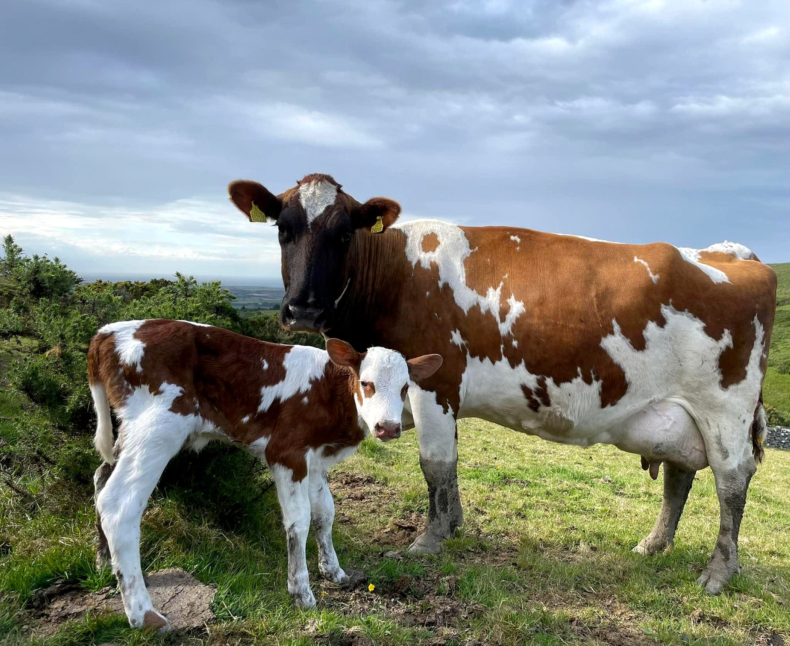 The herd has an average yield of up to 7,000 litres per cow per year