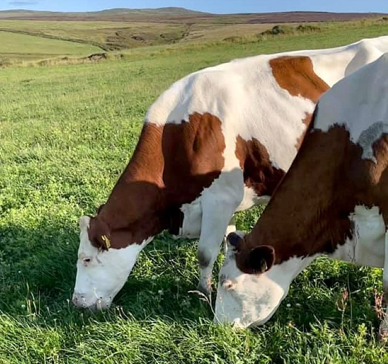 Cows graze grass during summer months topped up with concentrates fed in the parlour