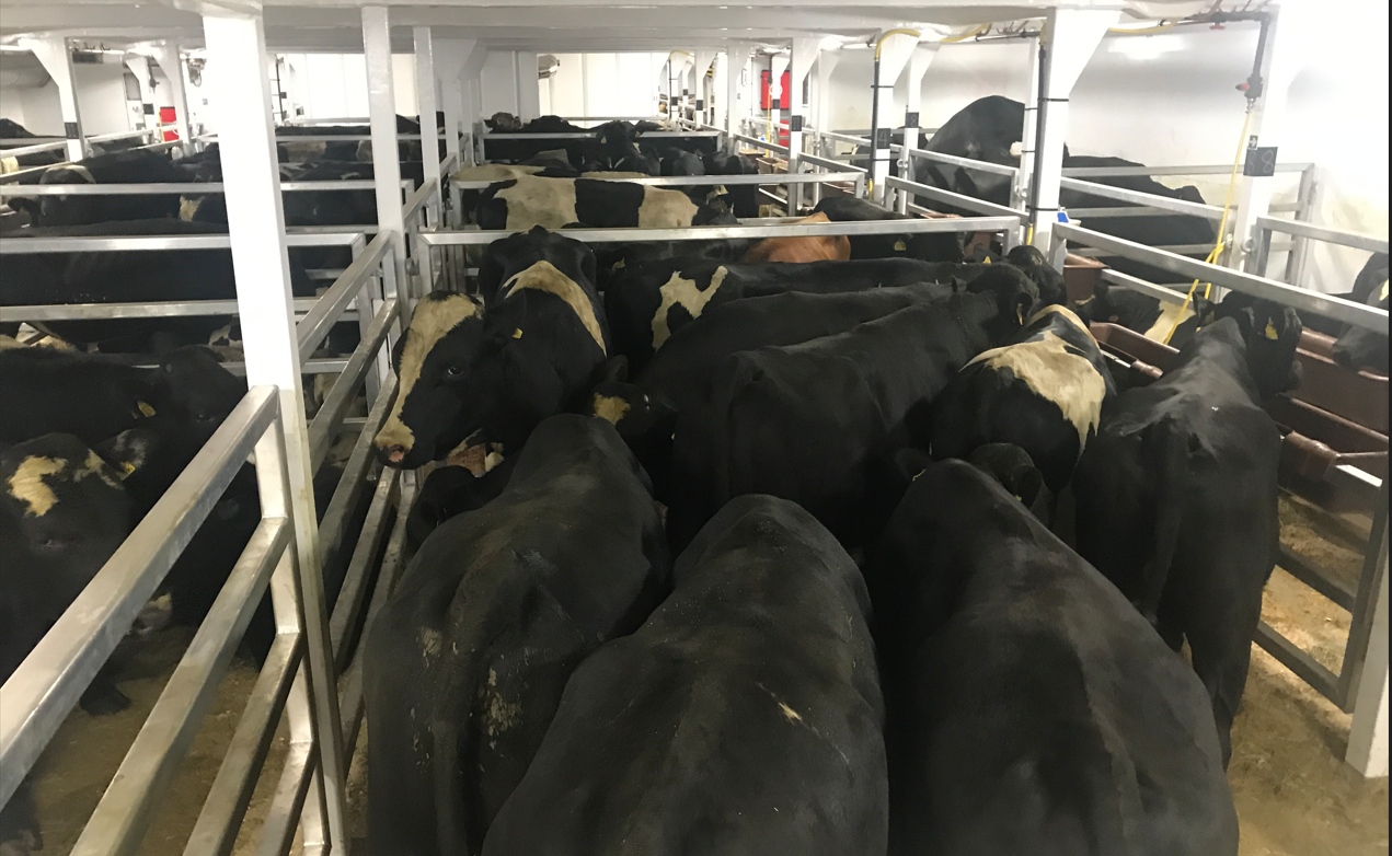 The boat will be used to transport larger cattle to market destinations overseas later in the year