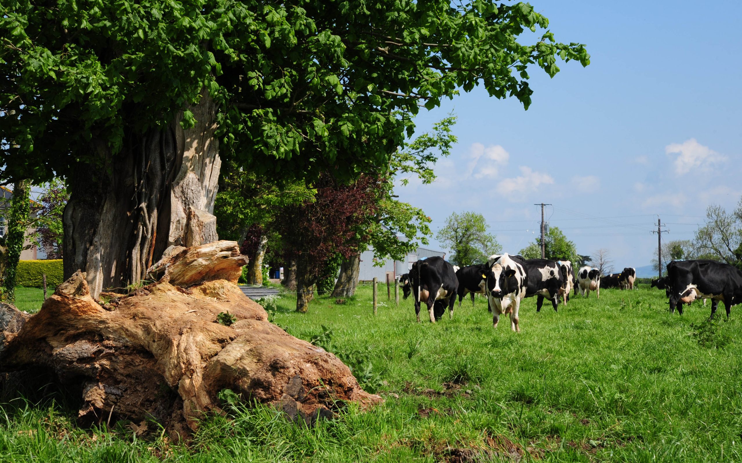 Livestock can also cause soil compaction when grazing