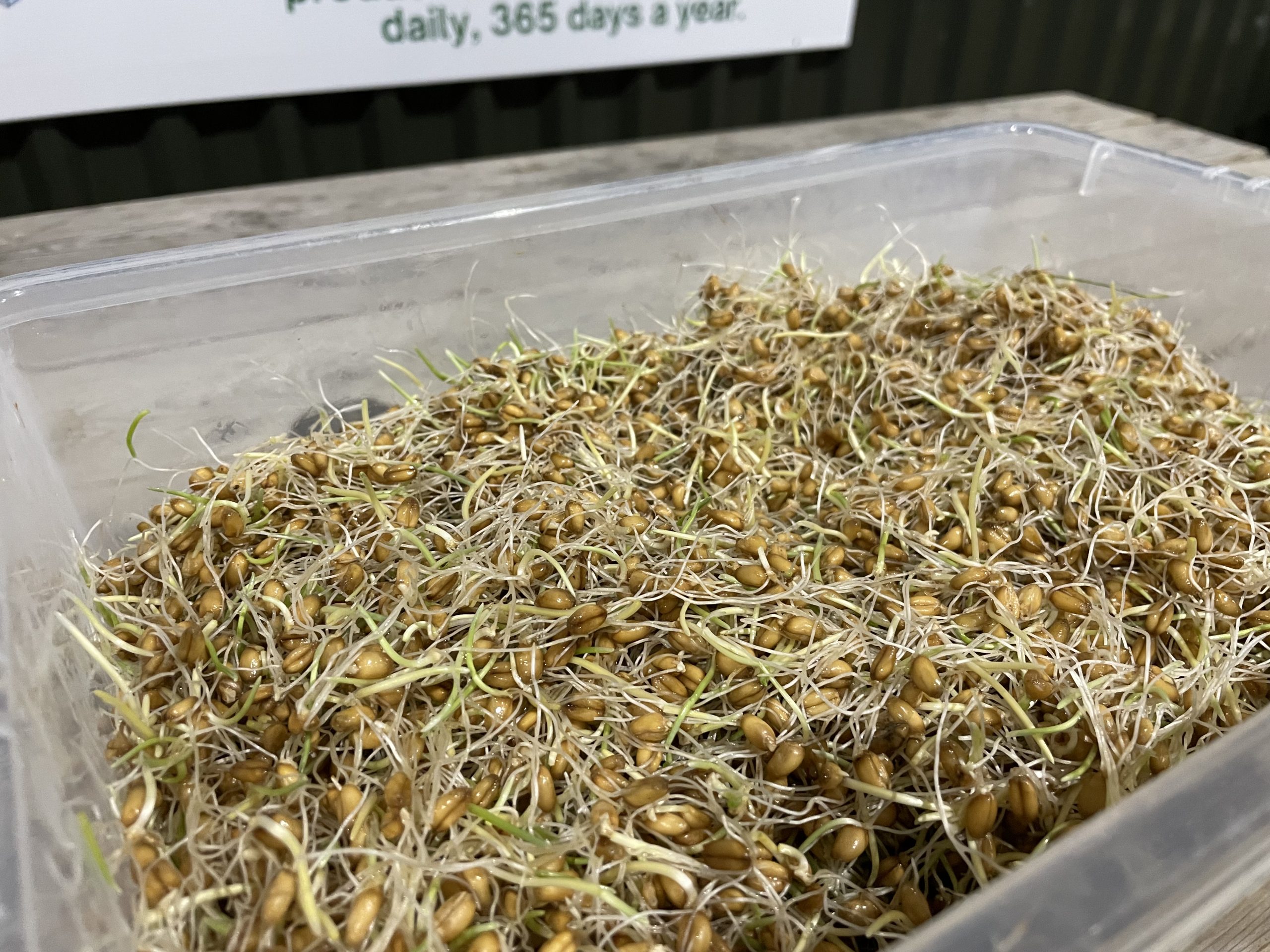 The harvested product
