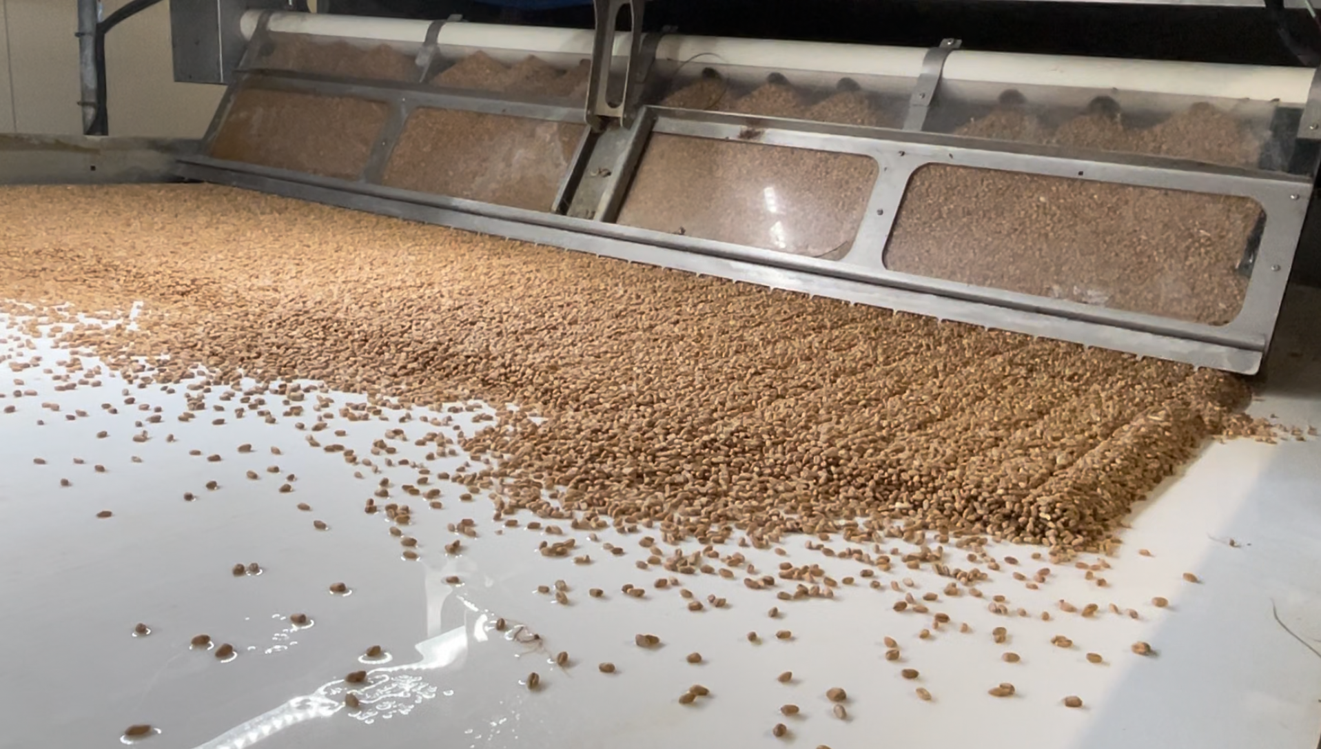 Once the belt has been harvested, fresh grain is laid out on the belt again an automated process