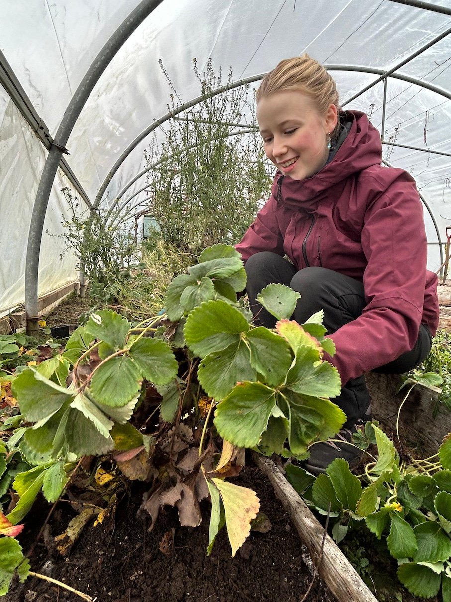 Lara, a volunteer at the Organic Centre removing the strawberry suckers to replant, in the Organic Centre tunnels