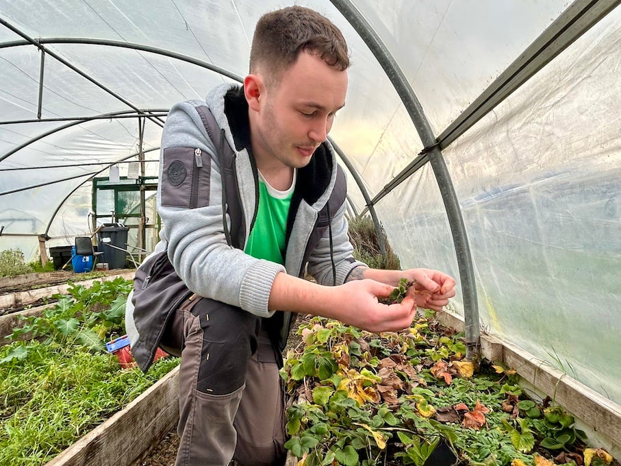 Aaron McGowan, garden supervisor at the Organic Centre, preparing strawberries ahead of the strawberry season