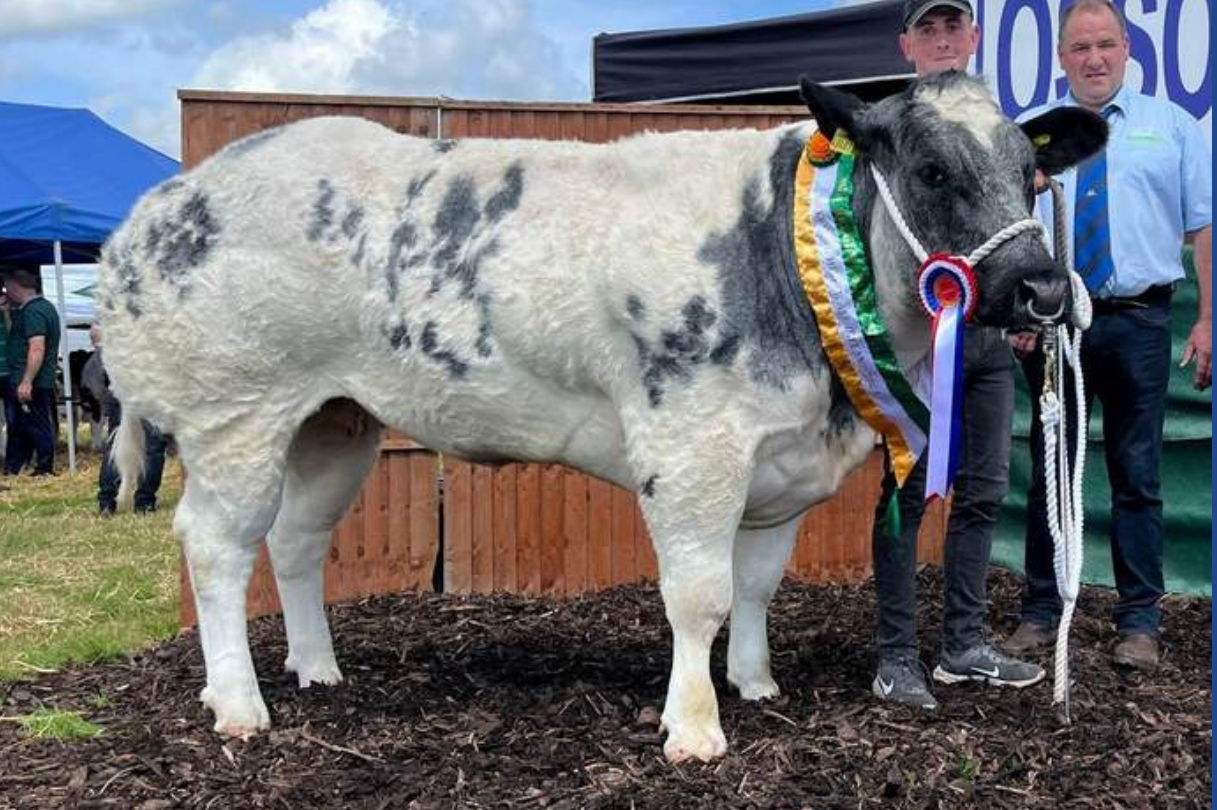Kilcombe Queen Lilly sold at €15,400